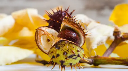 Październik w ogrodzie – co robić? | 30+ kluczowych prac ogrodowych krok po kroku