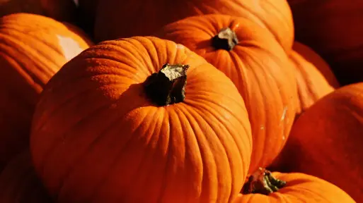 Listopad w ogrodzie – co robić? | Lista 25+ niezbędnych prac do zrobienia