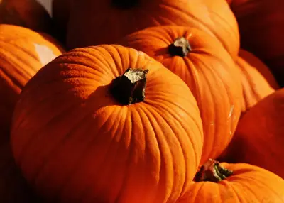 Listopad w ogrodzie – co robić? | Lista 25+ niezbędnych prac do zrobienia