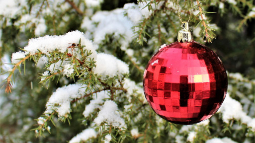 Grudzień w ogrodzie – co robić? | Lista prac do zrobienia