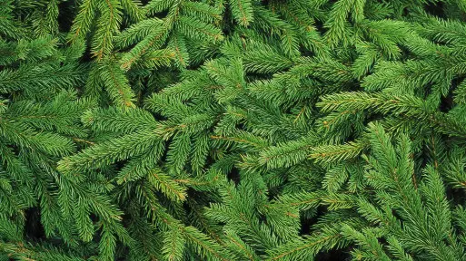 Recykling choinki. Nie wyrzucaj jej na śmietnik! | Jak wykorzystać gałązki iglaków? 