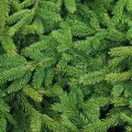 Recykling choinki. Nie wyrzucaj jej na śmietnik! | Jak wykorzystać gałązki iglaków? 