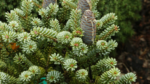 Jodła koreańska 'Blue Emperor'