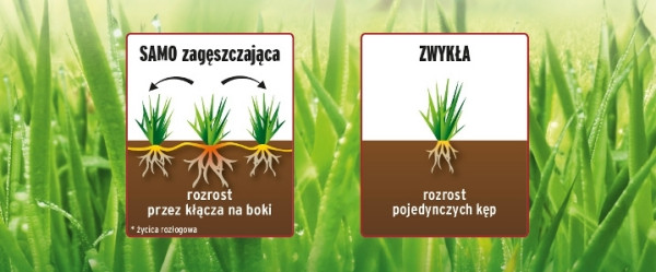 Jak działa trawa samozagęszczająca