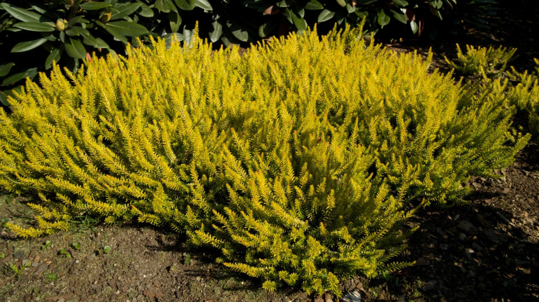 Erica carnea Foxhollow fot. Eugeniusz Pudełek