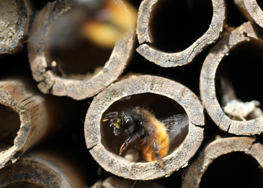 dzika pszczoła fot. heisabe - Pixabay