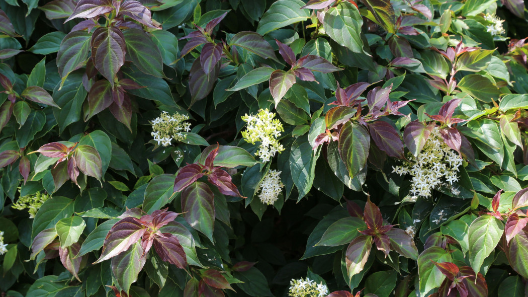 Cornus pumila fot. Grzegorz Falkowski