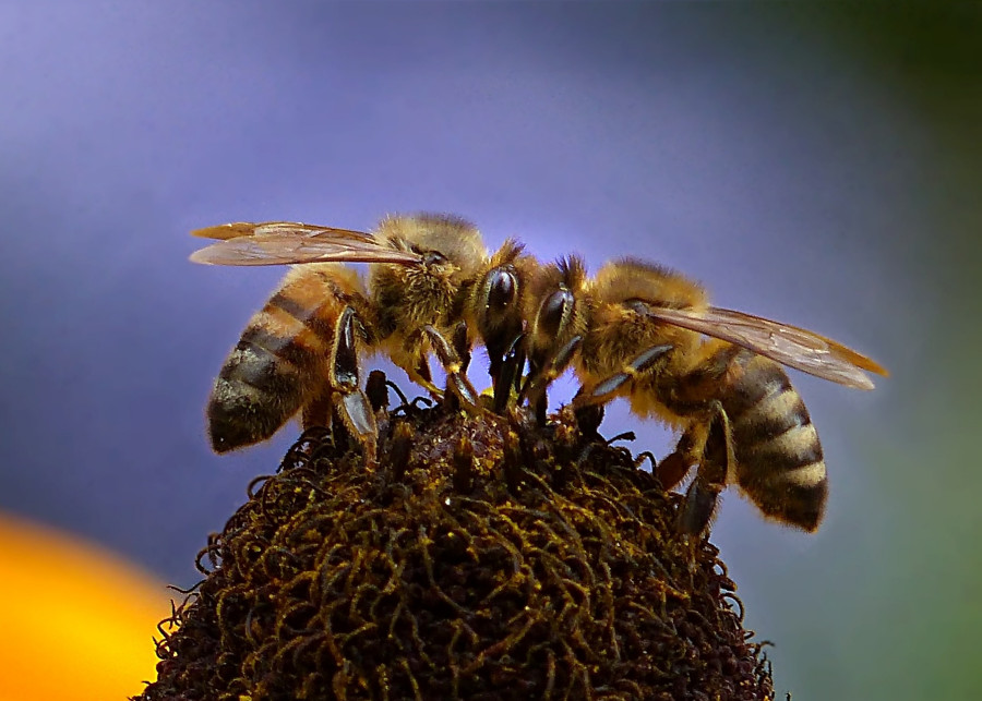 pszczoły fot. Oldiefan - Pixabay
