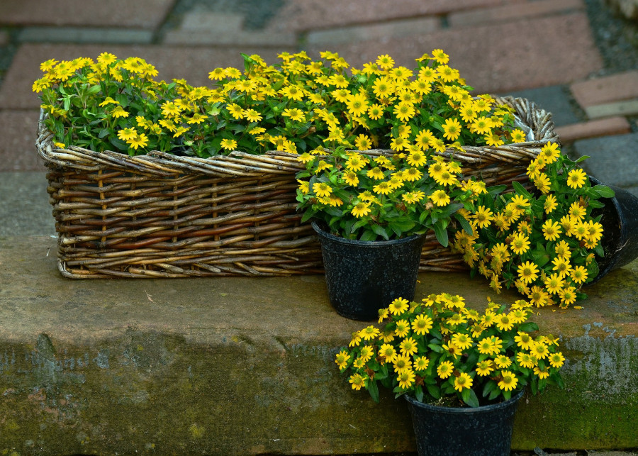 Zółte kwiaty balkonowe fot. congerdesign Pixabay