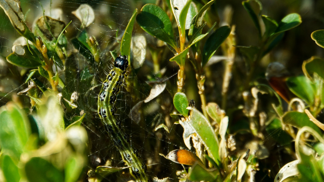 ćma bukszpanowa fot. wpoeschl - Pixabay.com