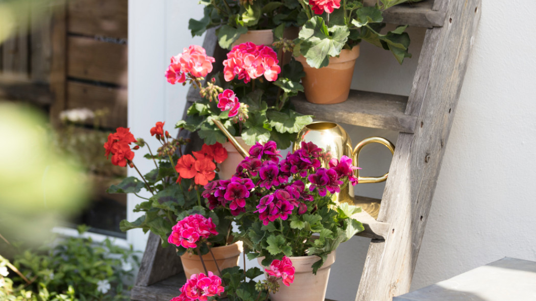 Pelargonie na mały balkon Pelargonium for Europe