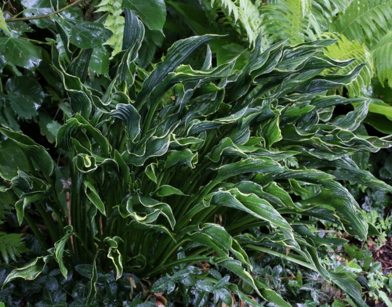 hosta Praying Hands fot. G. Falkowski