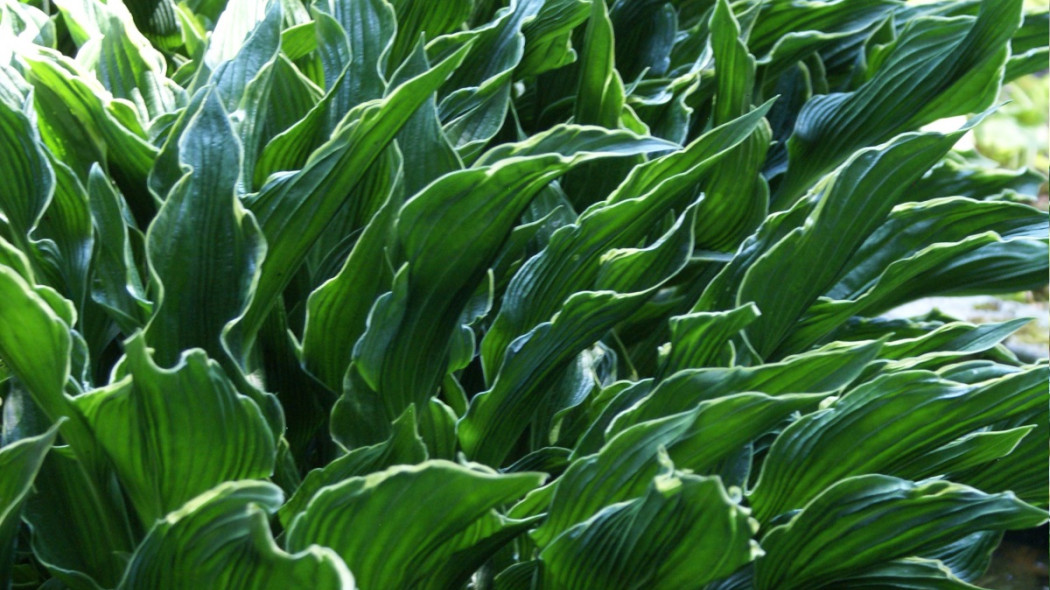 Hosta Praying Hands fot. Grzegorz Falkowski