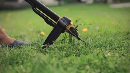 Wyrywacz do chwastów | Testujemy w naszym ogrodzie