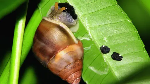 Jak zwalczać ślimaki? Jak zapobiegać inwazji? Jak rozpoznać objawy żerowania ślimaków?