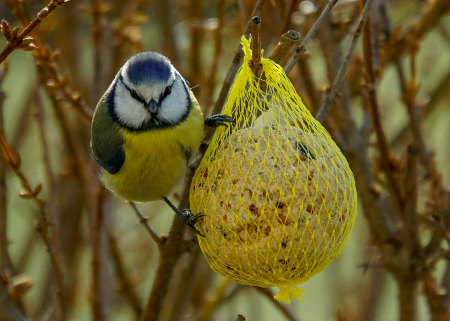 kula z tłuszczu i nasion jako pokarm dla ptaków fot. wpoeschl - Pixabay