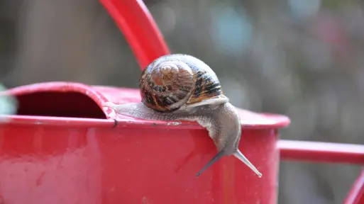 Piwne pułapki na ślimaki | Czy są skuteczne? Zrobić samemu czy kupić?