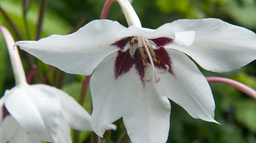 mieczyk abisyński Gladiolus murielae fot. iBulb