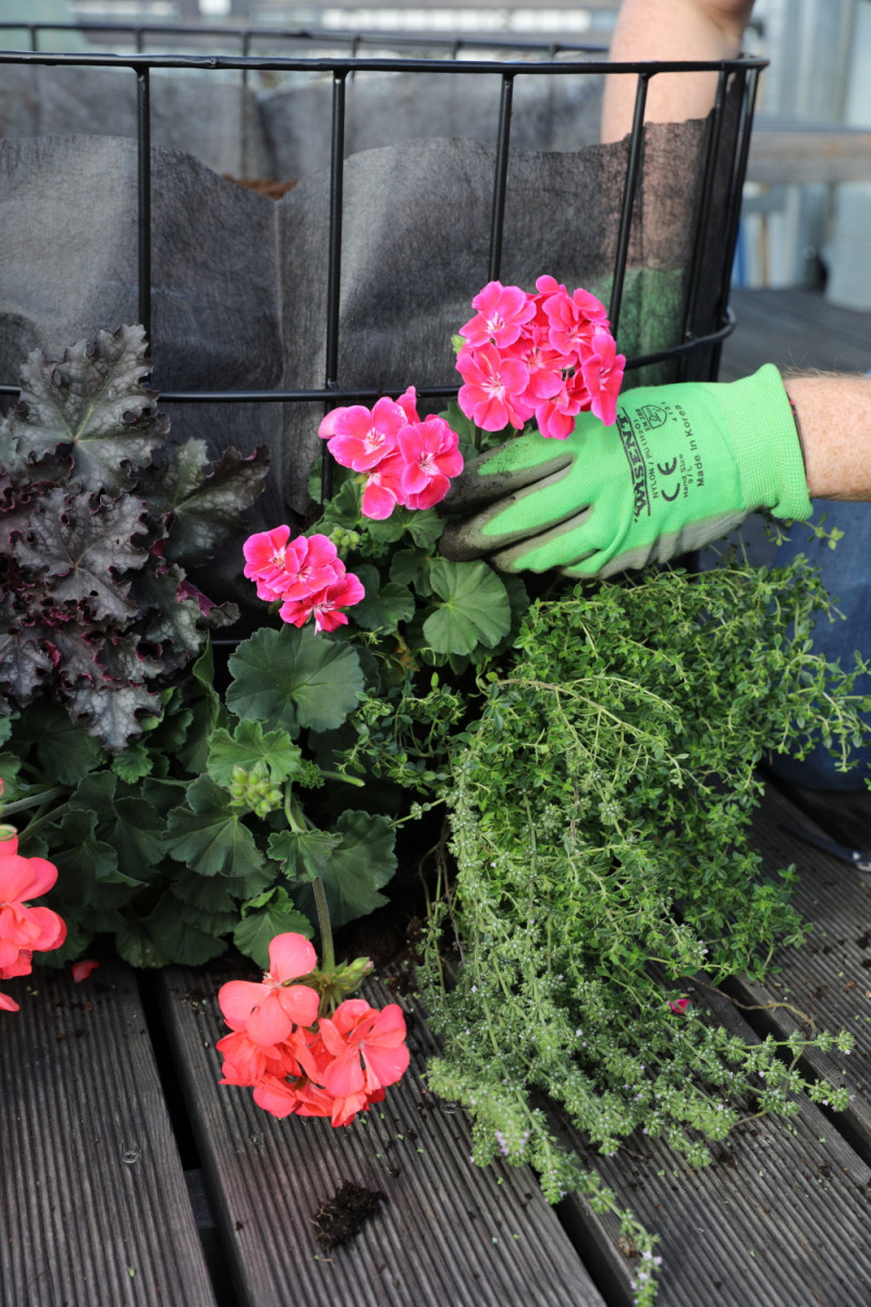 Stoł z pelargoniami fot. Pelargonium for Europe_06