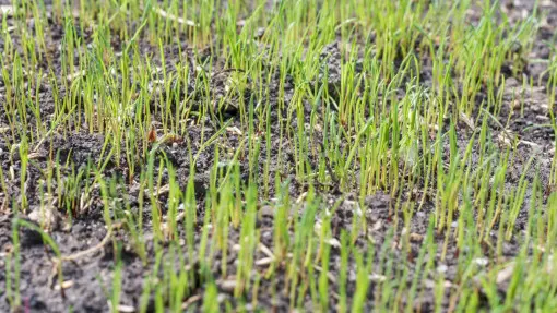 Najlepszy czas na zakładanie trawnika? To jesień. Sprawdź dlaczego