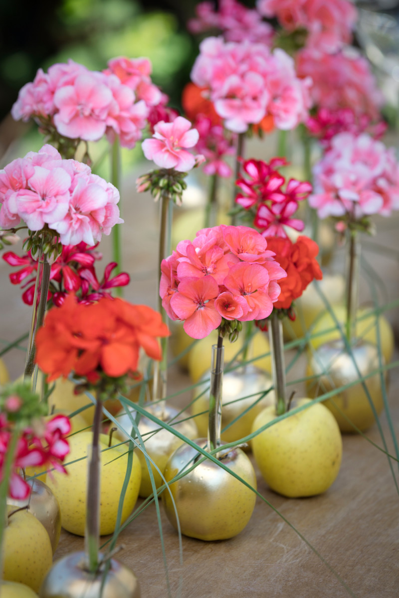 Jabłka z pelargoniami fot. Pelargonium for Europe