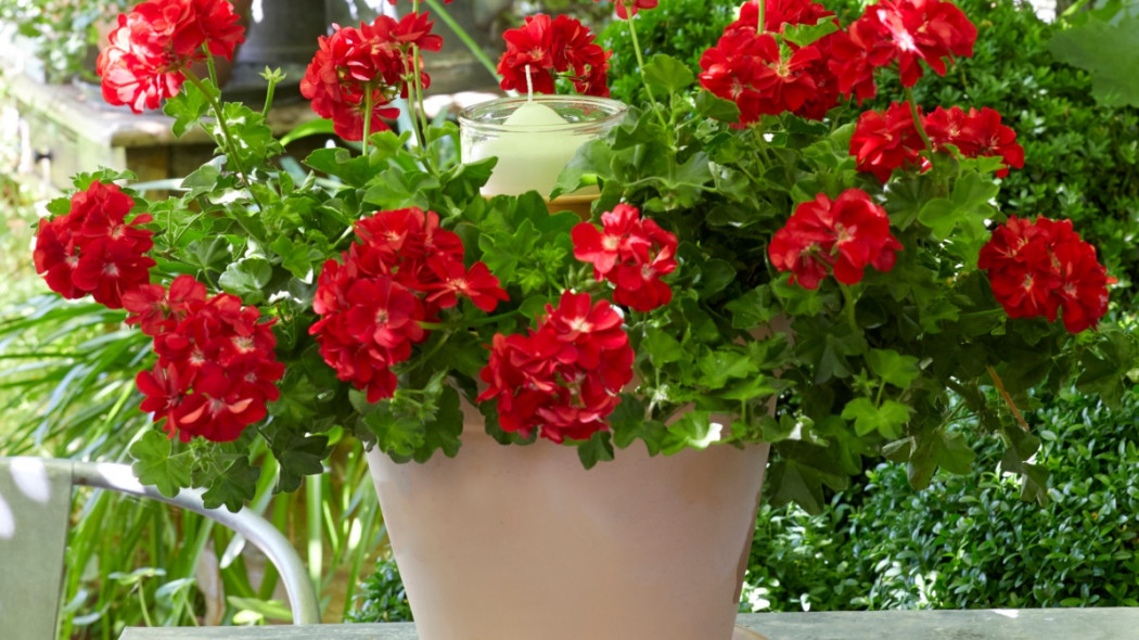 Lampion z pelargoniami DIY fot. Pelargonium for Europe