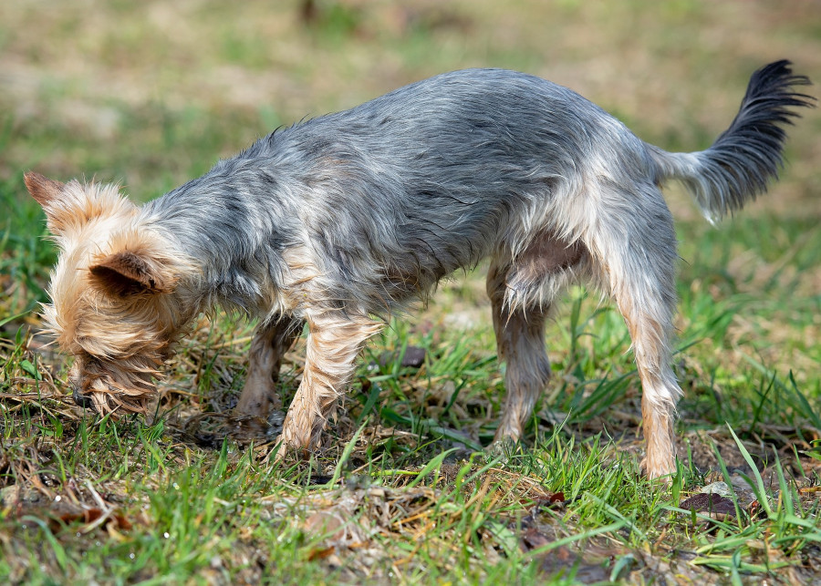 pies na trawniku fot. Pezibear - Pixabay