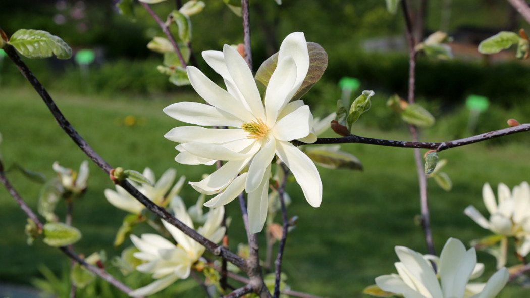 Magnolia Gold Star fot. G. FALKOWSKI