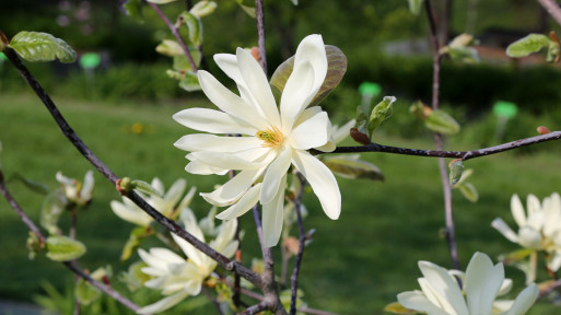 Magnolia 'Gold Star' 