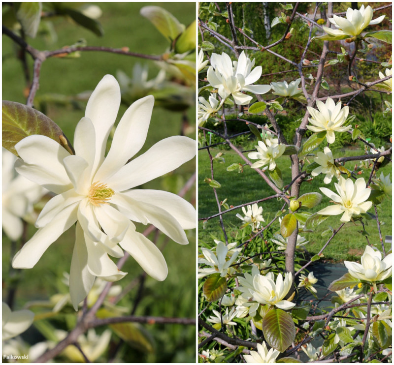 Magnolia Gold Star fot. Grzegorz Falkowski