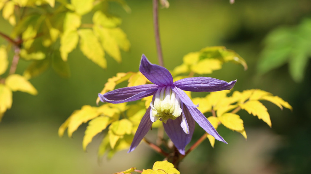 Clematis Stolwijk Gold fot. G. FALKOWSKI