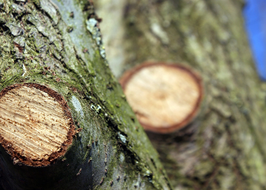 Zasady usuwania i pielęgnacji starych drzew na działce w ROD Yngve Leyn Pixabay
