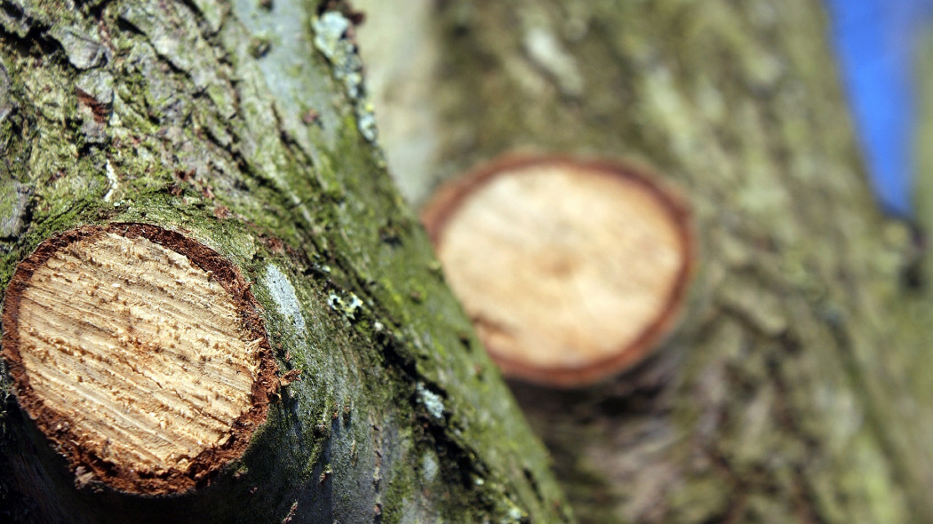 Zasady usuwania i pielęgnacji starych drzew na działce w ROD Yngve Leyn Pixabay