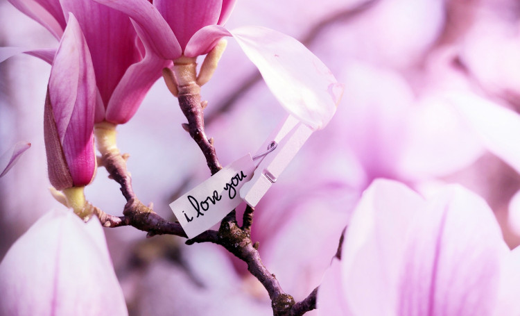 Uprawa magnolii w ogrodzie | Gdzie sadzić? Jak dbać?