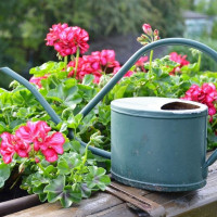 Uprawa pelargonii na balkonie | Poradnik od A do Z!