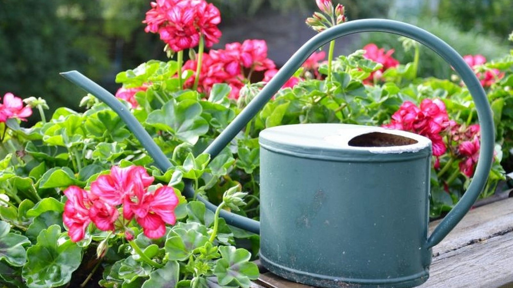 Uprawa pelargonii na balkonie, fot. pia-pictures - Fotolia.com