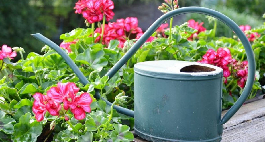 Uprawa pelargonii na balkonie | Poradnik od A do Z!