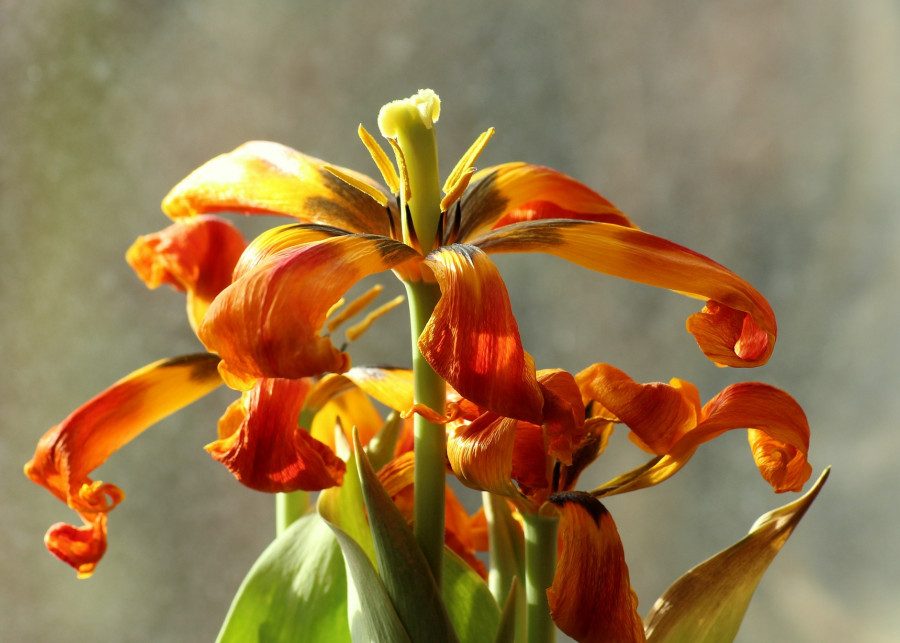 ogławianie tulipanów fot. _Alicja_ Pixabay