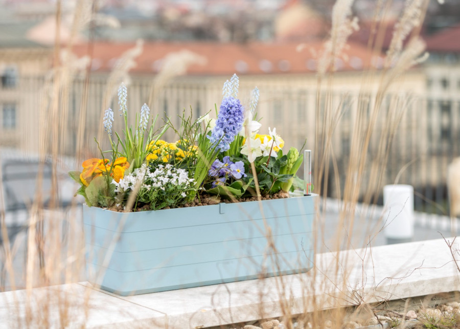 Kwiaty w donicach Urbalive – idealne rozwiązanie na balkon i taras