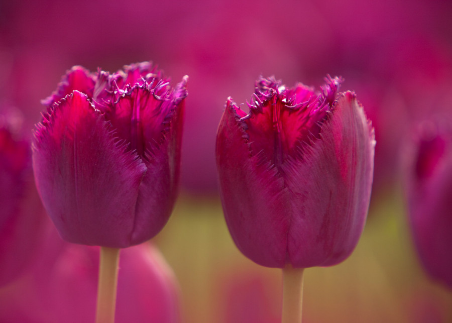 10 interesujących faktów nt tulipanów