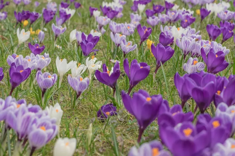 KROKUSY (Crocus)