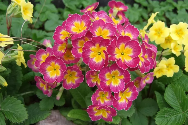 PIERWIOSNKI (Primula)