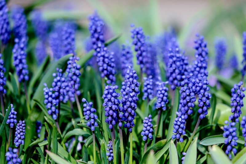 SZAFIRKI (Muscari)