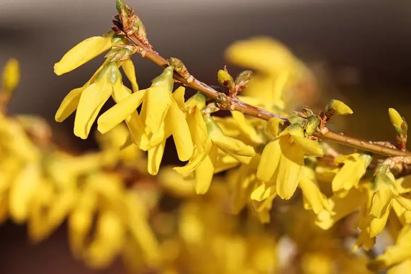 FORSYCJA (Forsythia intermedia)