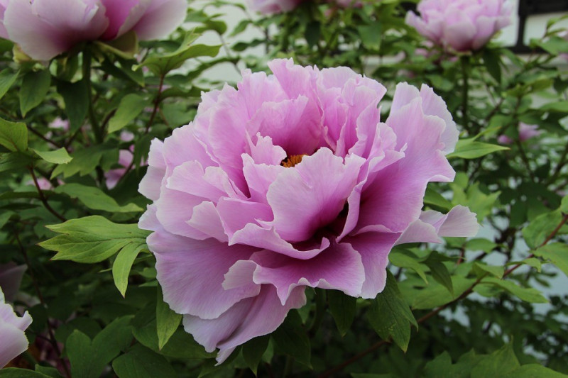 PIWONIA (Paeonia)