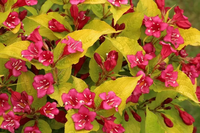 KRZEWUSZKA (Weigela florida)