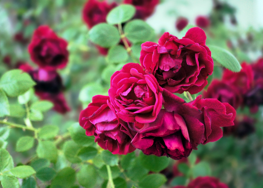 kwitnące róże fot. starbright - Pixabay