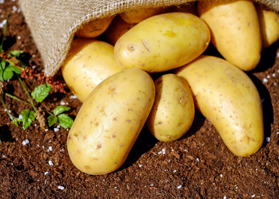 uprawa ziemniaków fot. Couleur - Pixabay