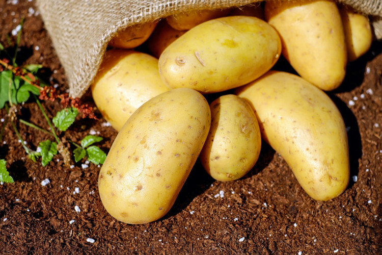 Czy można uprawiać ziemniaki z nasion?