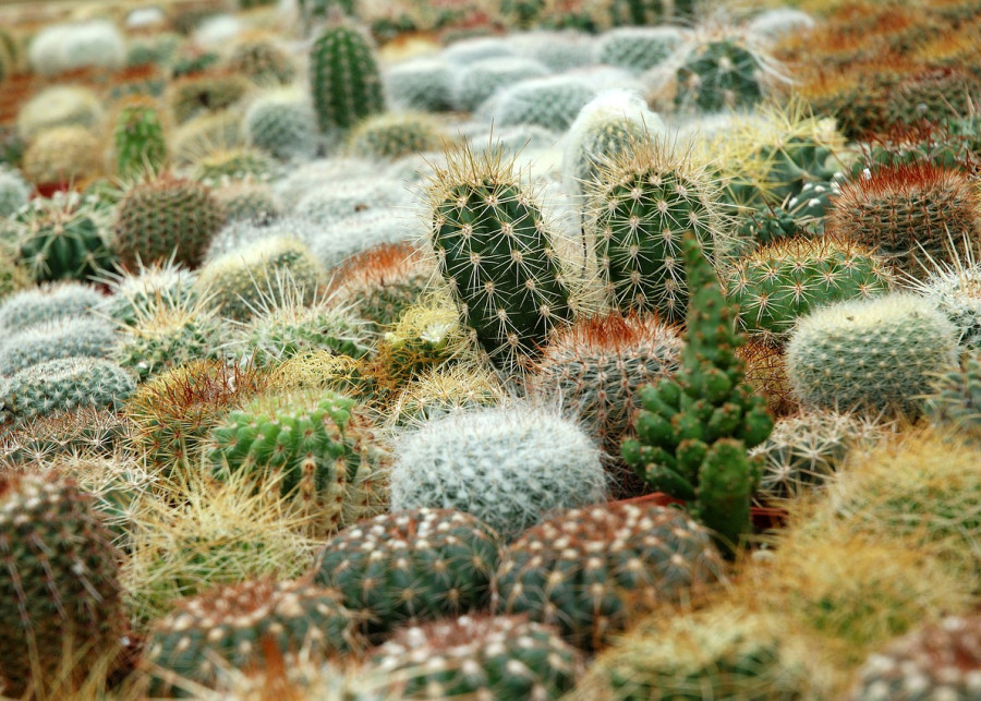 kaktusy fot. LucaPelliciari